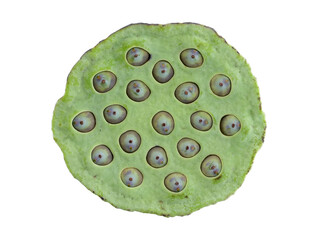 group of seeds on round lotus seed pod isolated on transparent