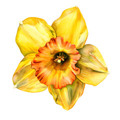 Watercolor Daffodil Flower