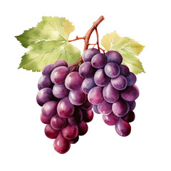 Fototapeta premium fruit - Amazing.Grape ., Grape illustration watercolor