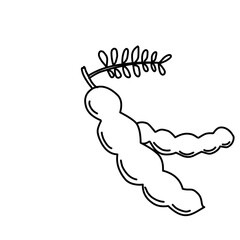 Tamarind Fruit Outline Vector 