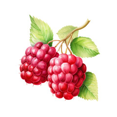 Fototapeta premium fruit - Ambrosial. Raspberry., Raspberry illustration watercolor