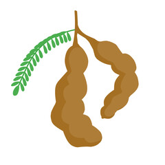 Tamarind Fruit With Green Leaves 