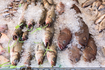 Large rockfish and fresh groupers in fish market.
