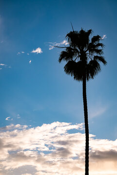 palm tree in silhouette with a cloudy sky background