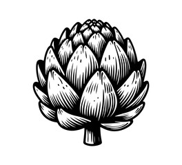 Artichoke Hand drawn vector illustration graphic