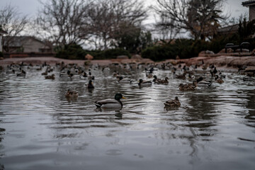 Crowded Cutest Male and Female Ducks in St George Utah Pond Cloudy Day