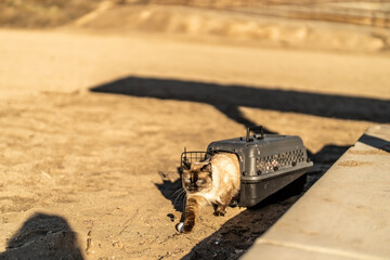 Cat in Carrier at the Sandy Beach Sunny Shore