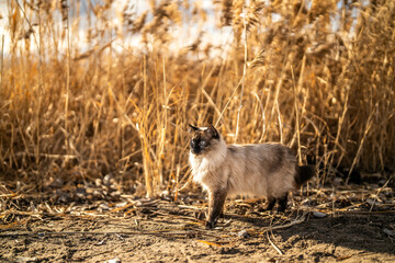 Obraz premium Long Haired Siamese Cat Exploring Long Grass On Beach Lake Utah