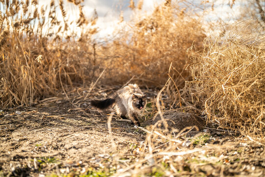 Long Haired Siamese Cat Exploring Long Grass On Beach Lake Utah