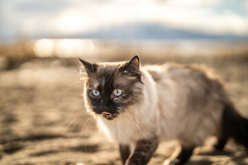 Gorgeous Siamese Ragdoll Outside Adventuring Sandy Beach Sunny Day