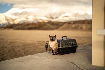 Cat in Carrier on Snow Mountain Beach Gorgeous Sunny Day