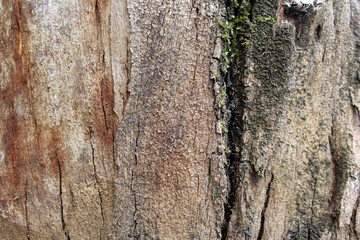 Close up textured abstract background of tree bark