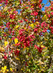 seasonal specification in plant life, autumn sketches in nature