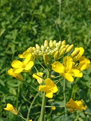 Flower of the Brassica campestris or flower of the field mustard or turnip mustard flower