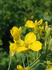 Obraz premium Flower of the Brassica campestris or flower of the field mustard or turnip mustard flower