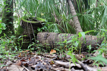 Palm tree stump covered with moss surrounded by plants and dried leaves