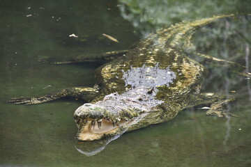 crocodile in the water, the silent killer 