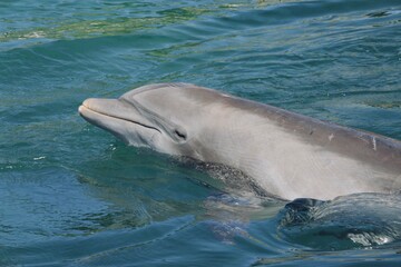 pair of dolphins