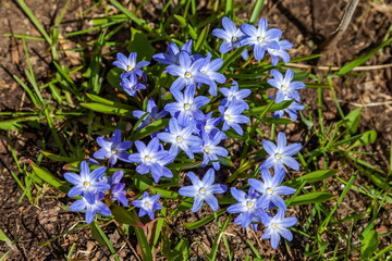 Chionodox flower is blue on a background of greenery and earth in spring