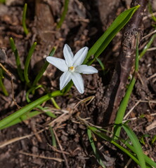 хионодокса белая
