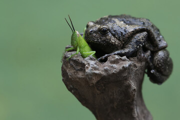 A Muller's narrow mouth frog is ready to prey on a green grasshopper. This amphibian has the...