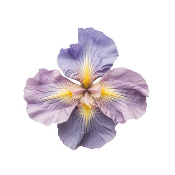 top view of a single iris flower isolated on a white transparent background