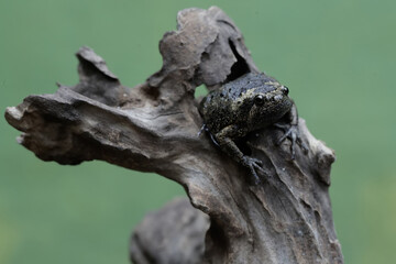 An adult Muller's narrow mouth frog is resting on a dry tree branch. This amphibian has the scientific name Kaloula baleata.