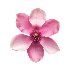 top view of a single magnolia flower isolated on a white background