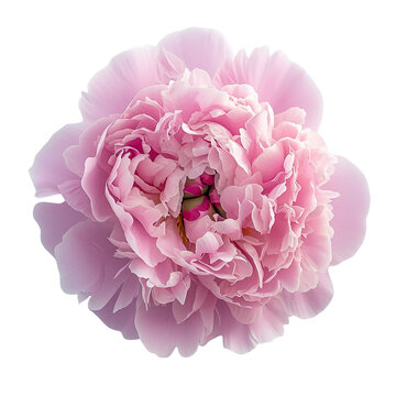 top view of a single peony flower isolated on a white background