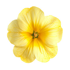 top view of a single primrose flower isolated on a white background