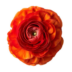 top view of a single ranunculus flower isolated on a white background