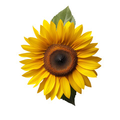top view of a single sunflower flower isolated on a white background