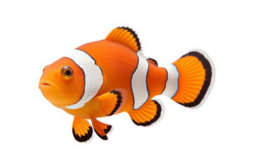 Clown fish isolated on transparent or white background, png