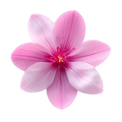 top view of a single cyclamen flower isolated on a white background - obrazy, fototapety, plakaty