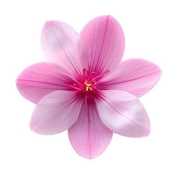 top view of a single cyclamen flower isolated on a white background