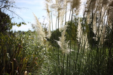 植物園のパンパスグラス　