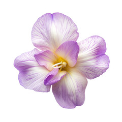 top view of a single freesia flower isolated on a white background - obrazy, fototapety, plakaty