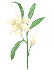 White lily flower painting illustration