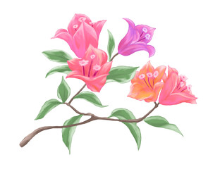 Bougainvillea flower painting illustration