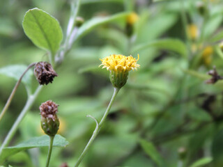 Yellow flower on a plant in a field with a blurred green background