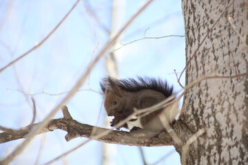 木の上で休むエゾリス