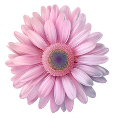Pink daisy flower isolated on transparent background,transparency 