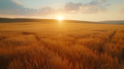 Deurstickers Golden Wheat Field Basking in Sunlight Agriculture Scene, Rural Farming Landscape with Wheat Crop, Harvest Season in Countryside, Natural Beauty of Farm Fields, Generative AI   © Dzynee