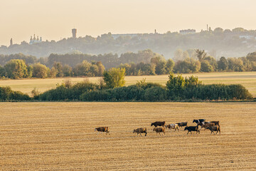 Cows walk on the stubble of a mowed field with city outlines in the background. A large number of...