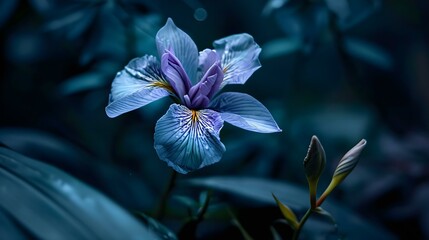 a blue flower with yellow stamen on a dark background