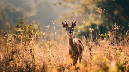 Fotobehang a deer standing in a field of tall grass © KWY