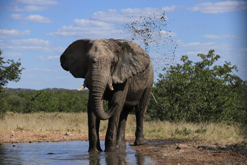 an african elephant splasesh water in a waterhole in Etosha NP