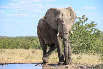 a single african elephant at a waterhole in Etosha NP
