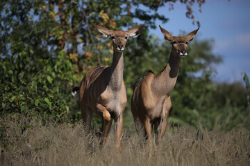 two female kudu antelopes in the bush of Etosha NP