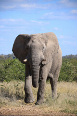 a single african elephant at a waterhole in Etosha NP